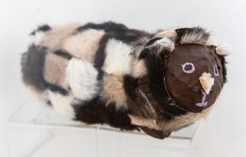 Léo le cochon d'Inde